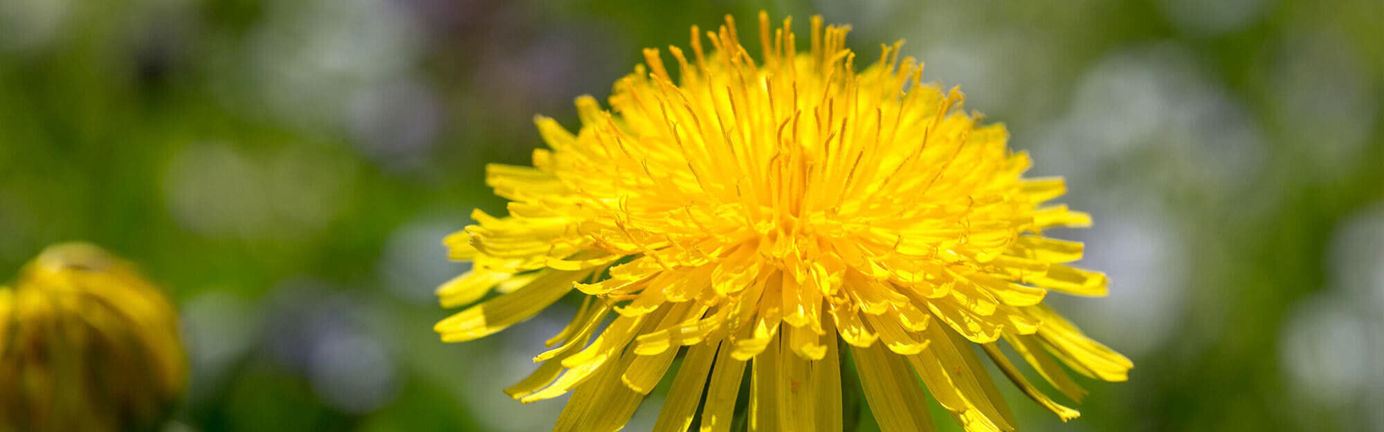 Vorlage Homepage Bildformat Kopfgrafik